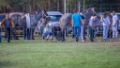 Lierop Fokpaardendag 2016 (109)